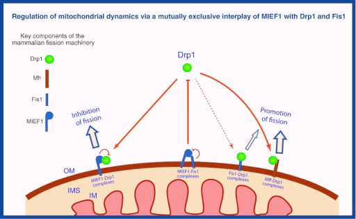 A Model For Regulation Of Mitochondrial Fission In Vert | Open-i