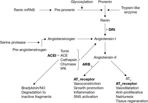 Schematic representation of the RAS. ACE, angiotensin-c | Open-i