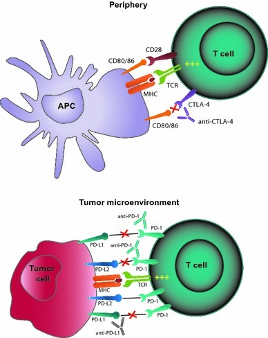 Inhibiting the CTLA-4 and PD-1 immune checkpoint pathwa | Open-i