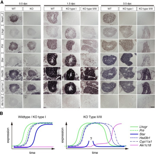 Expression of luteal genes during the early development