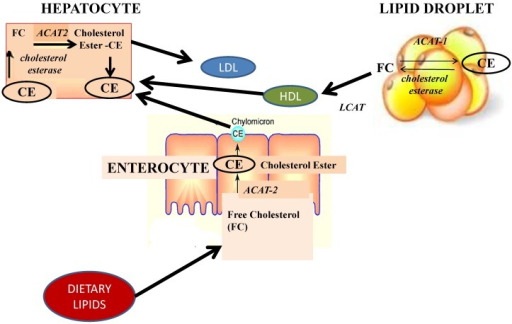 Lipid regulating drugs