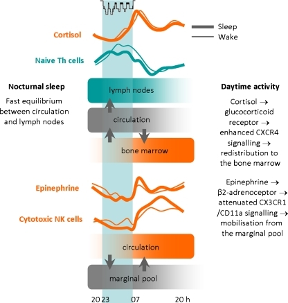 Combined Impact Of Sleep, The Circadian Rhythm And Asso | Open-i