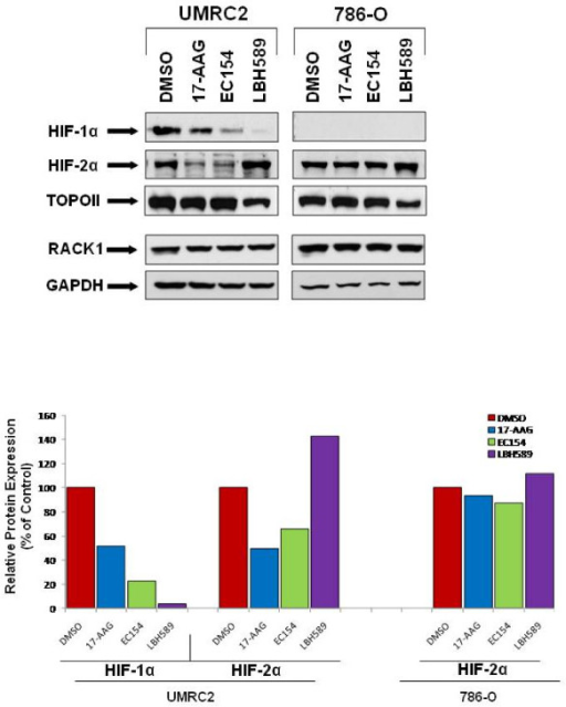 HIF-1α And HIF-2α Expression Is Differentially Modula | Open-i