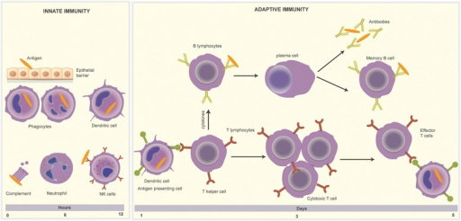 The Basic Components Of The Innate And Adaptive Immune 