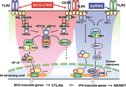 The Two Signaling Pathways Of Tlr In Myeloid Dcs Myd88 Open I