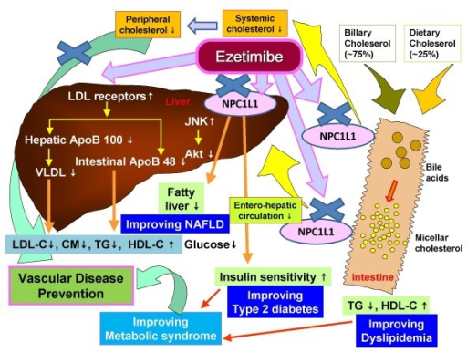 Schematic diagram of the proposed mechanisms of ezetimi | Open-i