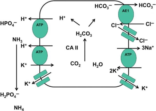 Schematic model of H+ secretion in the cortical collect | Open-i