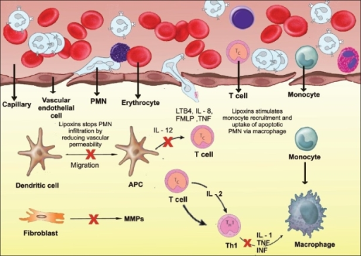 Lipoxins in resolution: dual actions on PMNs’ and mon | Open-i