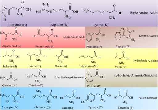 hydrophobic amino acids