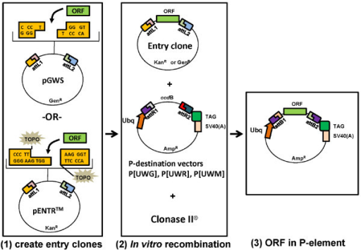 vector p entry cloning Entry/Gateway® procedures The e generating for