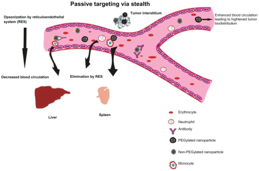 Passive targeting of nanoparticles to tumor cells with | Open-i