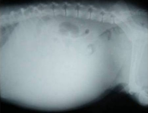 Lateral standing abdominal radiograph of a 7-year-old m | Open-i