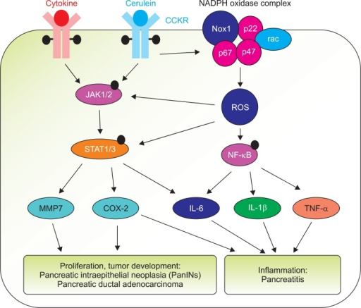 Possible role of Janus kinase/signal transducers and ac | Open-i