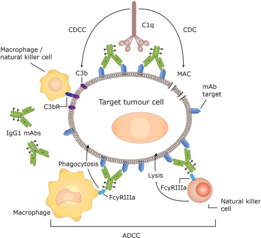 Mechanism Of Adcc, Cdcc And Cdc [103] 