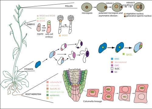 Examples Of Asymmetric Cell Divisions During Arabidopsi | Open-i