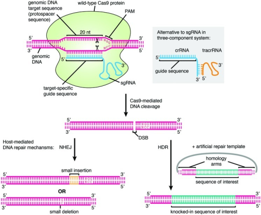 The mechanism of genome editing using CRISPR/Cas9. The | Open-i