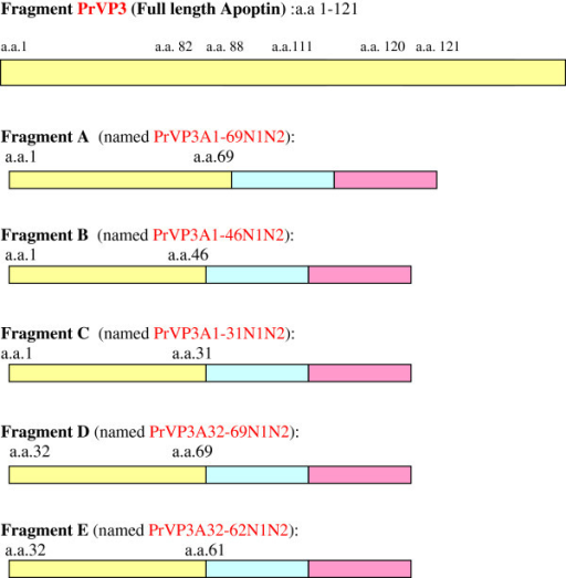 Diagrammatic design of Apoptin (PrVP3) and truncated Ap