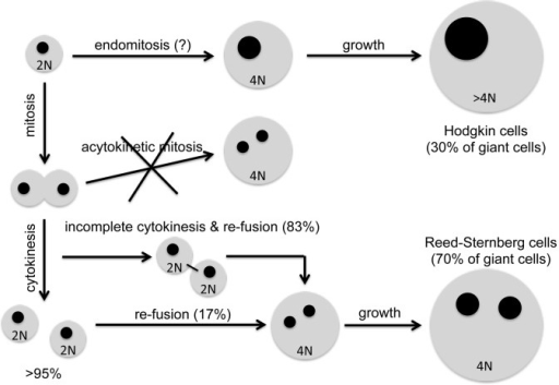 Figure 1. Re-fusion leads to giant multinuclear RS cel | Open-i