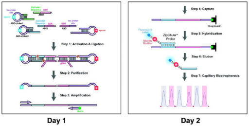 SNPlex genotyping system assay protocol. On the first d | Open-i