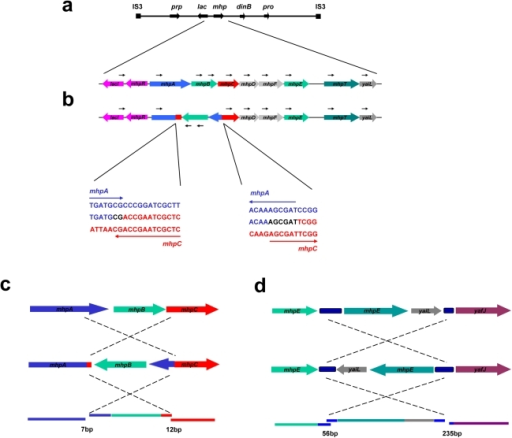 Inversion-associated small deletion and insertion mutat | Open-i