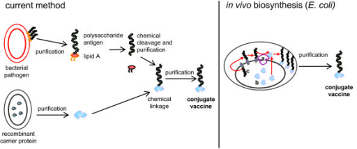 current-method-for-the-production-of-conjugate-vaccines-open-i