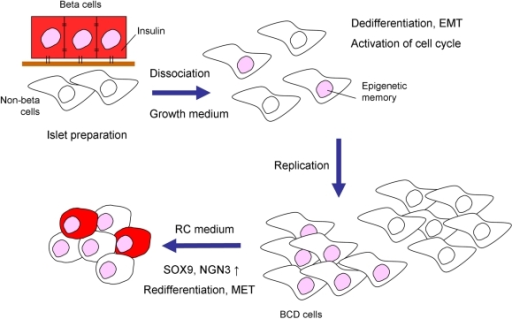 Scheme Of Beta-cell Expansion And Redifferentiation.Hum | Open-i