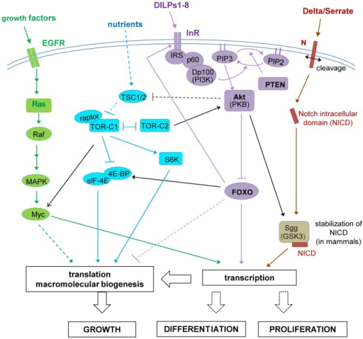 Schematic outline of Drosophila InR/TOR signaling.Funct | Open-i