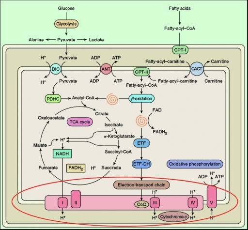 Schematic and simplified view of mitochondrial metaboli | Open-i