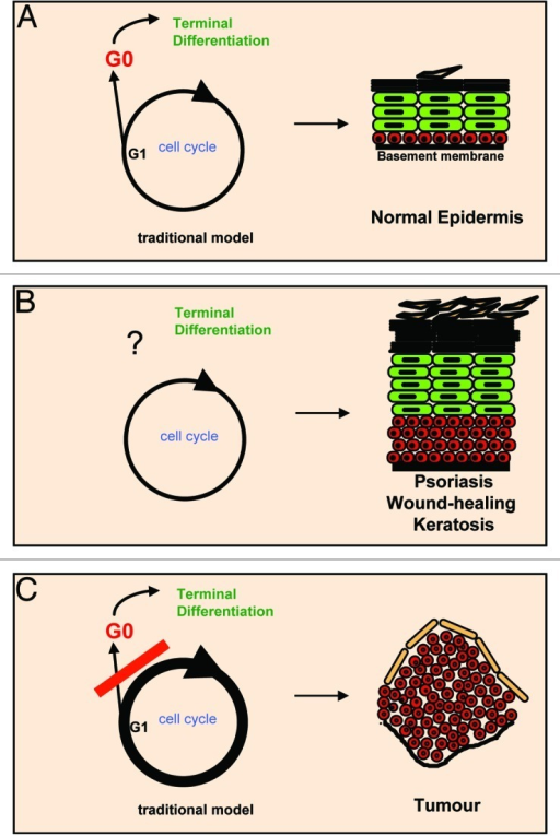 Figure 1. The traditional keratinocyte cell cycle mode | Open-i