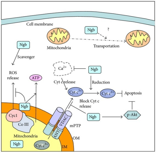 Potential mitochondrial mechanisms of Ngb neuroprotecti | Open-i