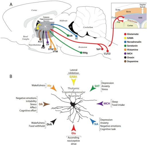 (A) Schematic illustration of the neurotransmitter and | Open-i