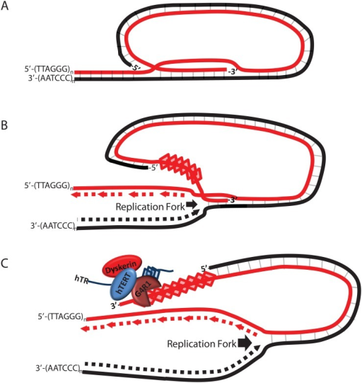 gonoise loop