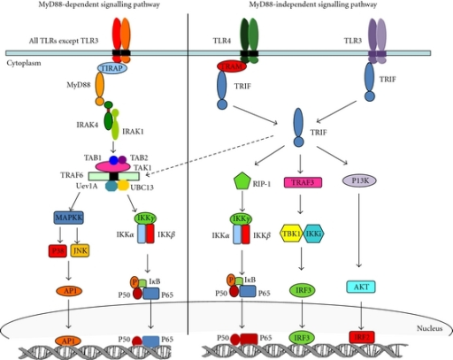 TLR signalling pathway. MyD88-dependent signalling path | Open-i