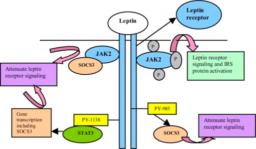 Leptin Receptor Signaling. Leptin Binding To The Long I | Open-i