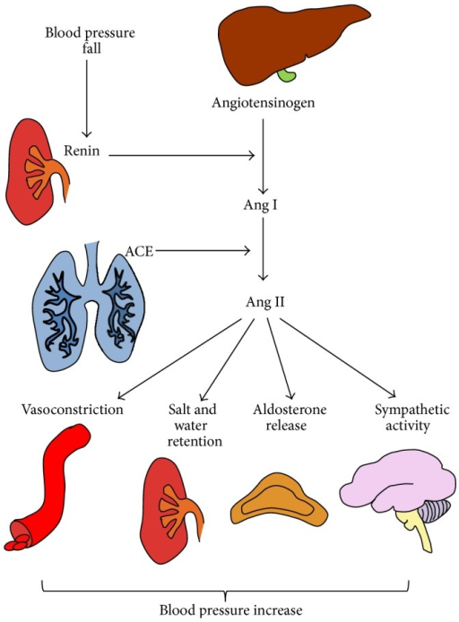 The activation of systemic renin-angiotensin-aldosteron | Open-i