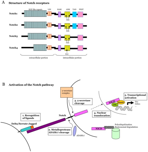 A Structure Of Notch Receptors In Mammals Notch Is A Open I