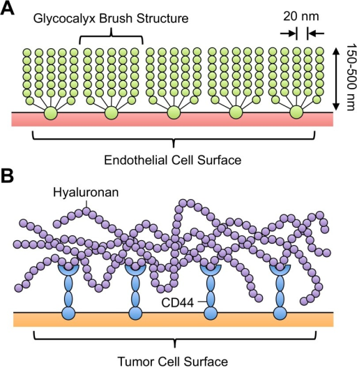 Schematics Of The Endothelial (A) And Tumor (B) Cell Gl | Open-i