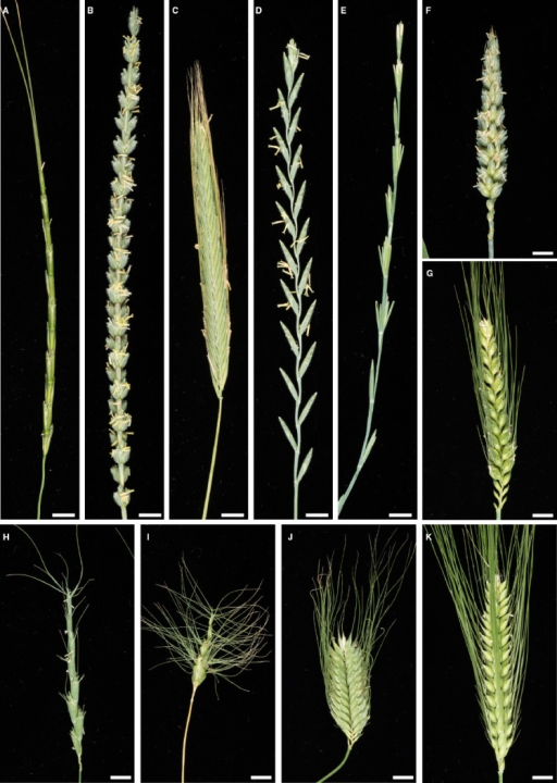 Spike Morphology Of Wheat And A Selection Of Species Us Open I