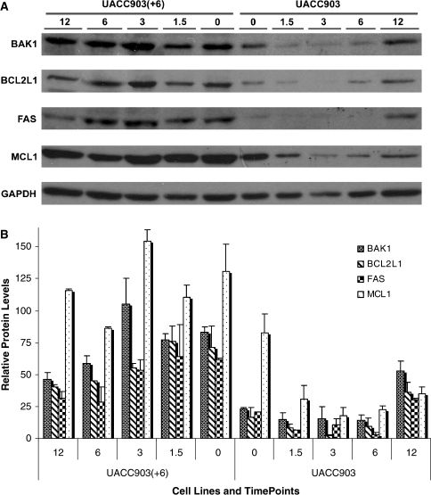 quantify western blot