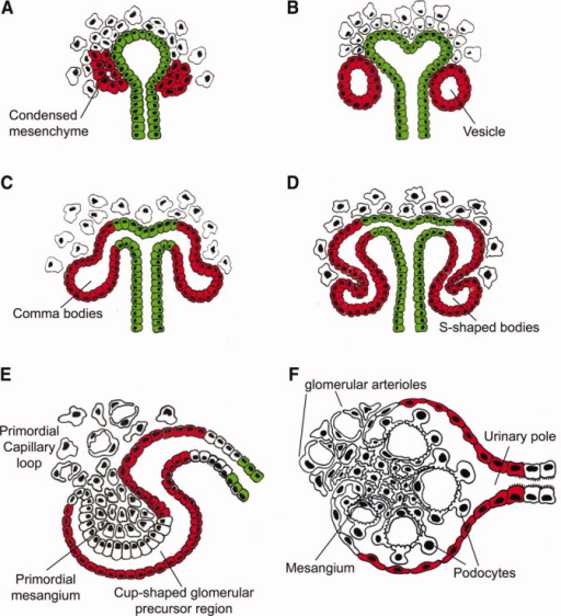 Image result for renal vesicles
development of nephrons