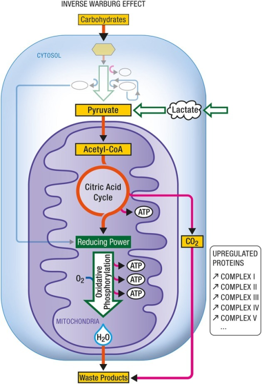 what is warburg hypothesis