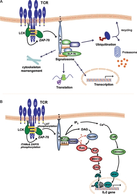 TCR-induced activation of signaling pathways observed i | Open-i