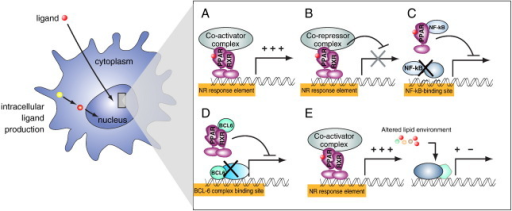 Mechanisms of genetic regulation by PPARs. (A) Upon lig | Open-i