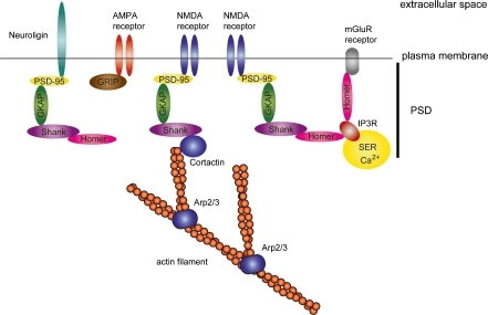 Molecular Construction Of The Excitatory Synapse. Molec | Open-i