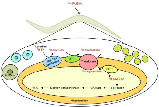 Schematic Illustration Of The Fatty Acid Oxidation Assa Open I