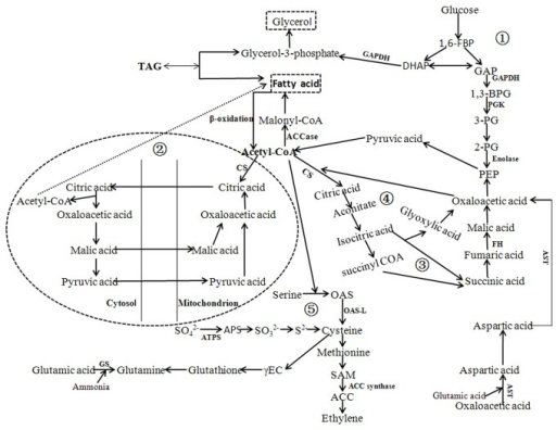 The hypothesized pathways for lipid metabolism in N-dep | Open-i