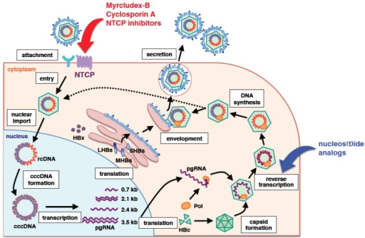 Schematic Representation Of The Hepatitis B Virus (HBV) | Open-i