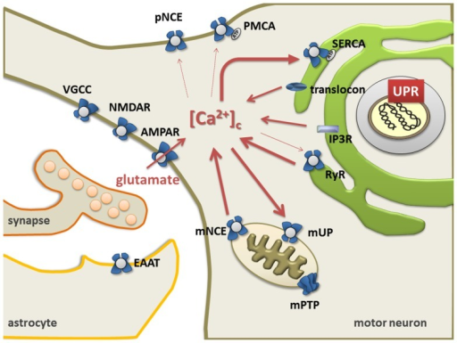 The Endoplasmic Reticulum Mitochondria Ca2cycle Ermcc Open I