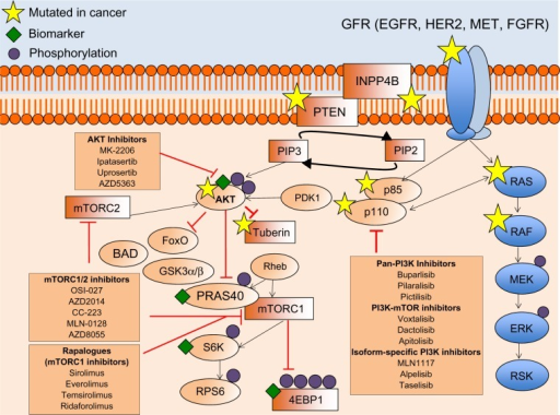 The PI3K/AKT/mTOR signaling pathway and examples of dru | Open-i