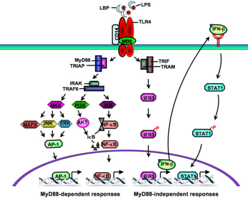 Schematic Overview Of Toll-like Receptor (TLR)4 Signali | Open-i